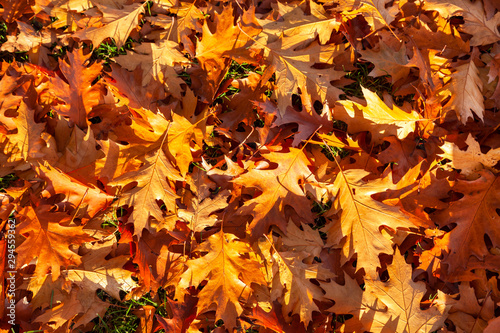 Golden Autumn Fall Leaves B...