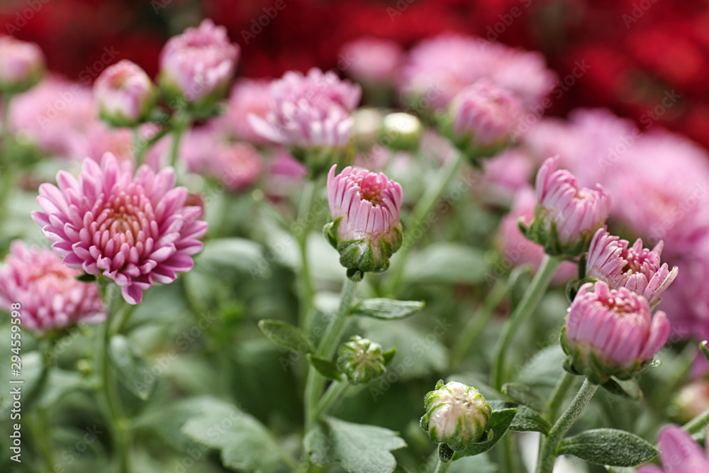 Beautiful pink chrysanthemum flowers with leaves, closeup Beautiful pink chrysanthemum flowers with leaves, closeup