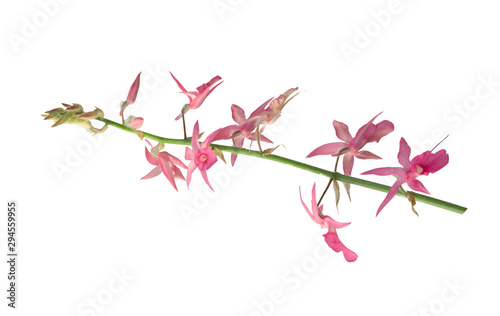 pink Dendrobium orchids on white background isolated on white background,