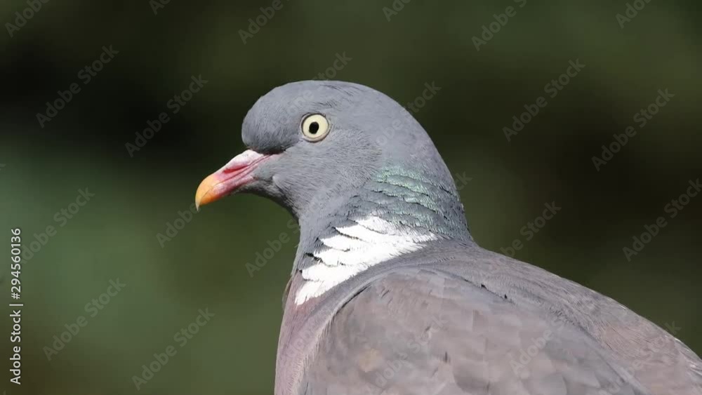 Woodpigeon looking for food in urban house garden. Woodpigeon looking for food in urban house garden.