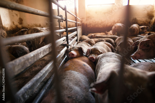 Group of pigs domestic animals at pig farm. Pigs sleeping and eating in pigpen. Food production.