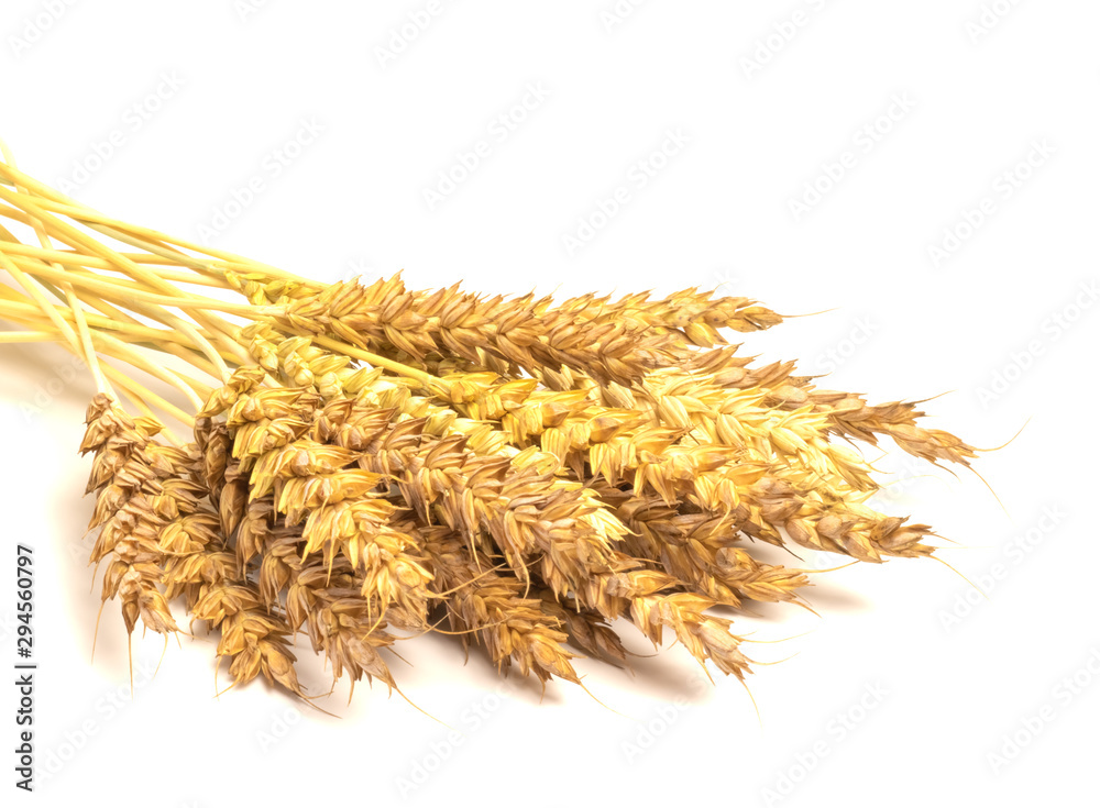 spikelet of rye on a white background spikelet of rye on a white background