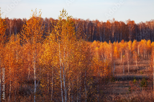 Autumn in a birch forest.