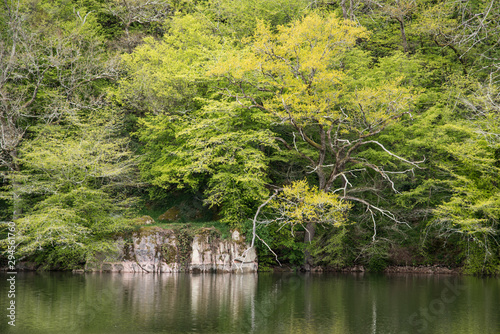 Une berge sauvage. Un bord de rivière. Un bord de lac. La flore des berges du Morvan. Les berges du Lac de Pont à Semur-en Auxois.
