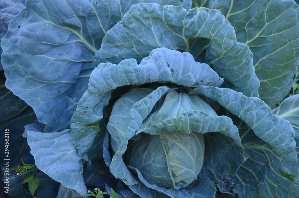 Obraz premium green leaves of curly cabbage in the garden