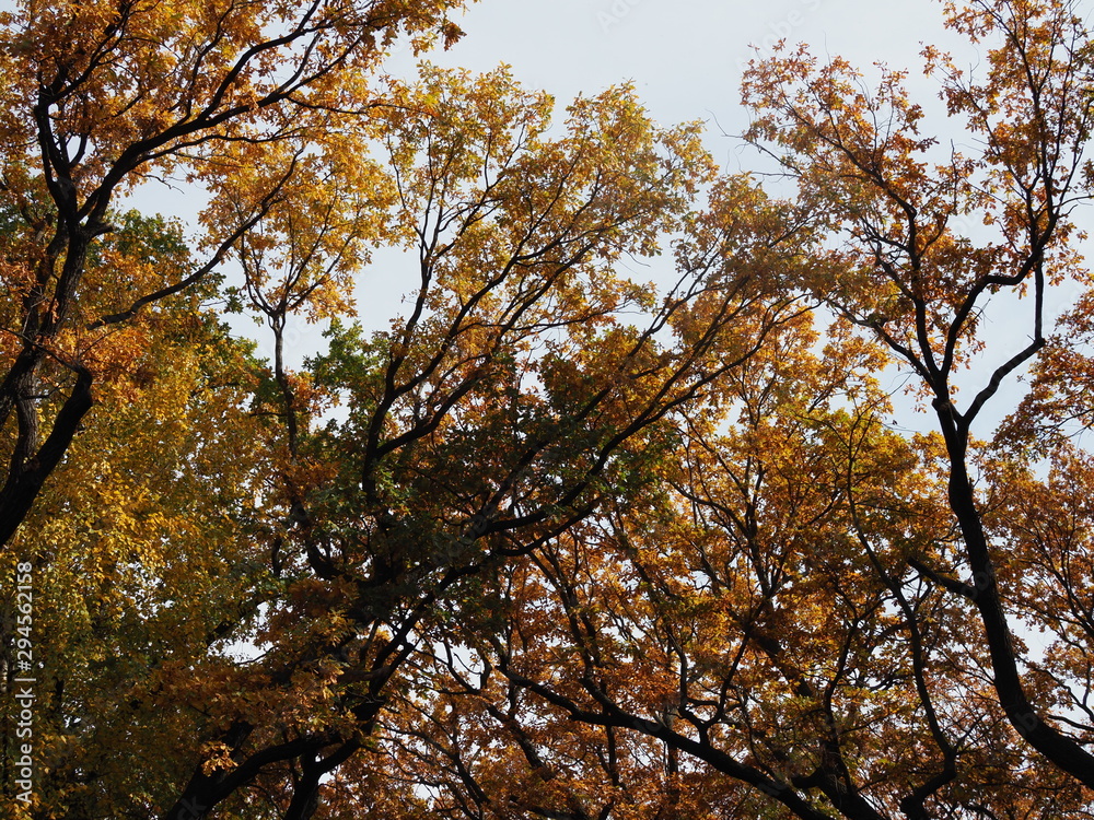 Beautiful view from the bottom up on the crowns of oak trees in the Golden autumn. Beautiful view from the bottom up on the crowns of oak trees in the Golden autumn.