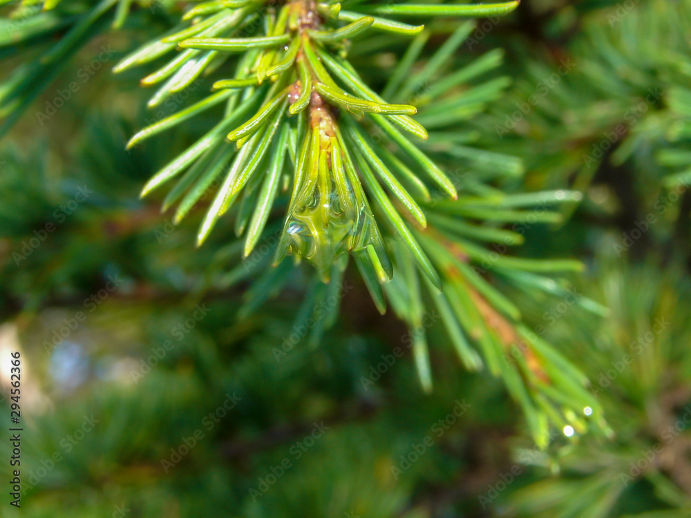 Arz al Barouk Lebanon cedars snow season Arz al Barouk Lebanon cedars snow season