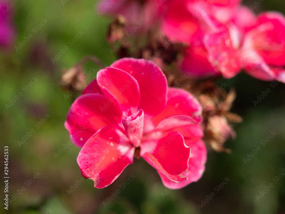 Pink flowers on a natural blurred background