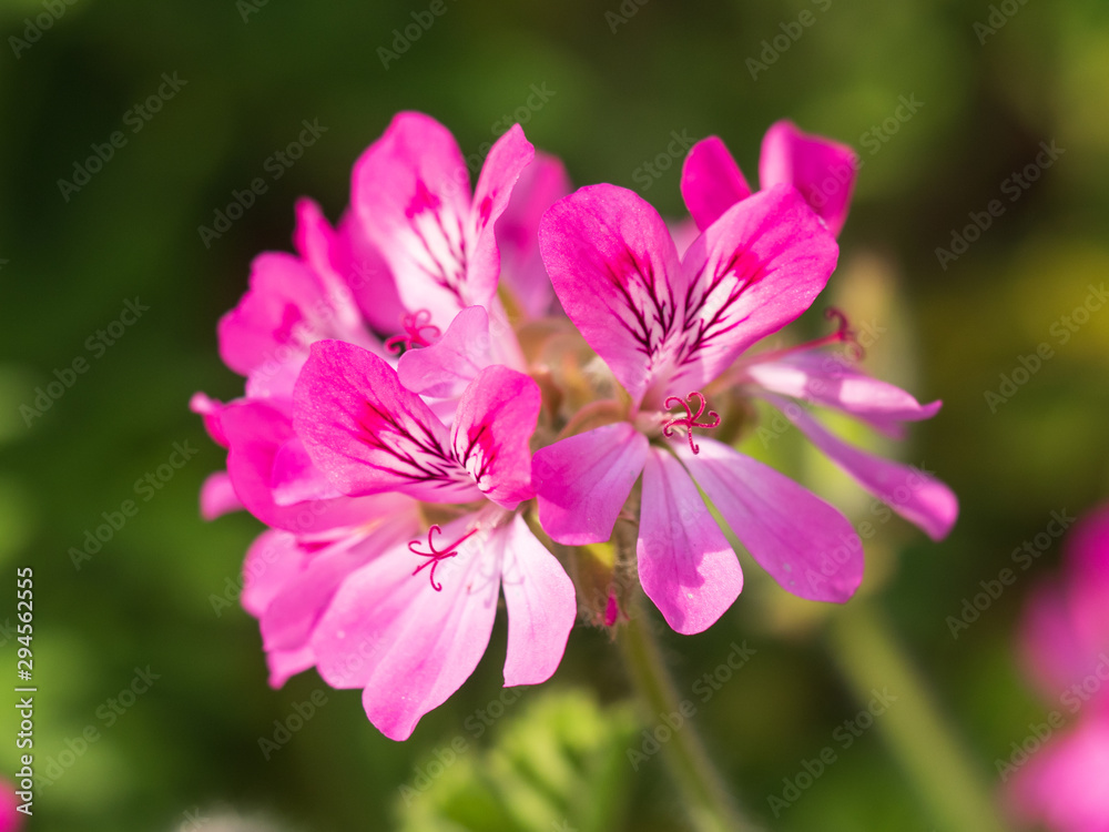 Pink flowers on a natural blurred background