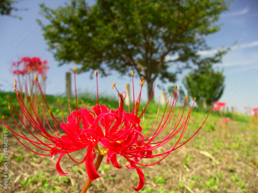 土手に咲く彼岸花と桜の木 土手に咲く彼岸花と桜の木