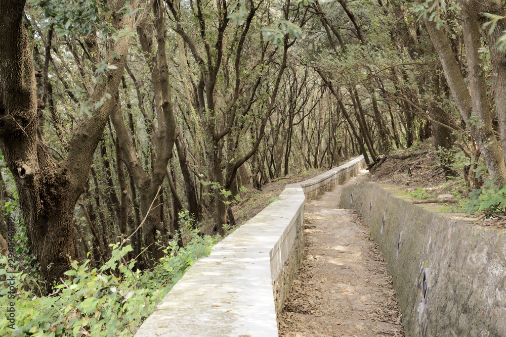 Fototapeta premium pathway in the forest