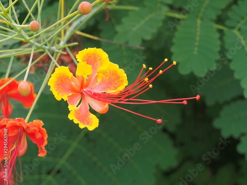 Pride of Barbados  Caesalpinia pulcherrima  known as Red Bird of Paradise  Dwarf Poinciana  Peacock Flower  and flamboyan-de-jardin. blossom on branches with nature blurred background.