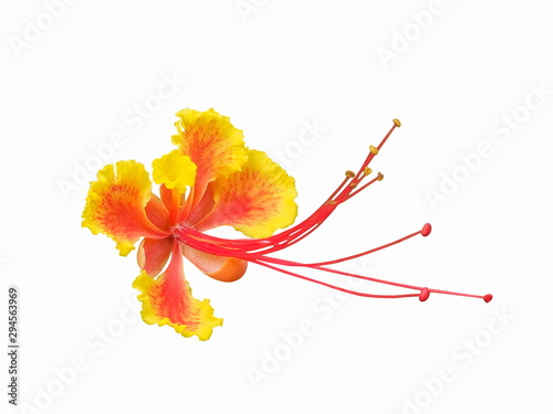 Pride of Barbados (Caesalpinia pulcherrima) isolated on white background, known as Red Bird of Paradise, Dwarf Poinciana, Peacock Flower, and flamboyan-de-jardin.