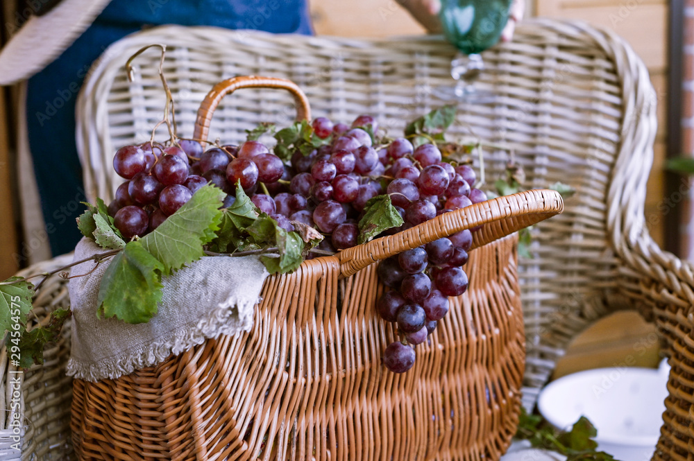 Grapes In A Basket . In a country house. Collection of selected grapes for homemade wine. Ecological products Grapes In A Basket . In a country house. Collection of selected grapes for homemade wine. Ecological products