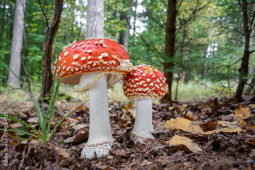 Amazing Amanita muscaria in forest - poisonous toadstool photo