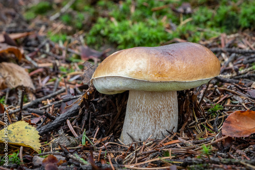 Detail of edible mushroom boletus edulis in autumn forest