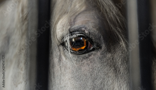 Beautiful horse (white and grey). Close up of his magnificent eye (orange like flames).  Animal behind bars in a Stable. Sharp shot of this elegant animal looking sad, can be used as a poster. © Julien