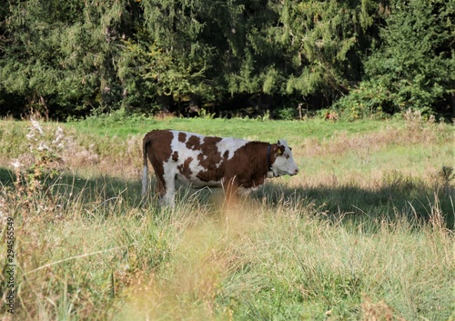 Kühe auf der Weide