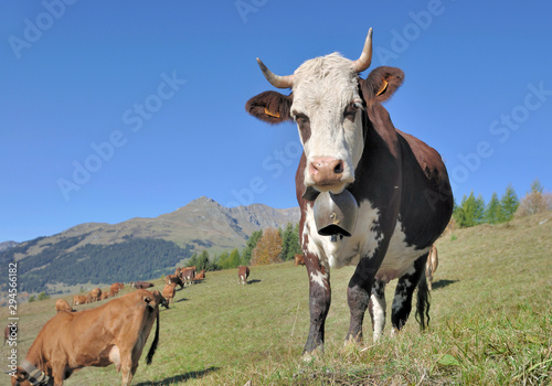 alpine dairy cow with a ring in pasture in mountain