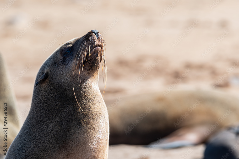 Obraz premium AMAZING NATURE AND ANIMALS IN NAMIBIA
