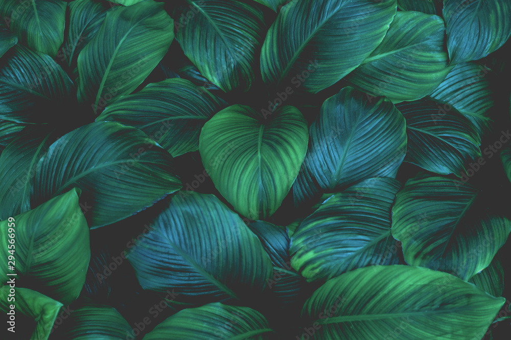 Plakat liście Spathiphyllum cannifolium, streszczenie tekstura zielony, tło przyrody, tropikalny liść