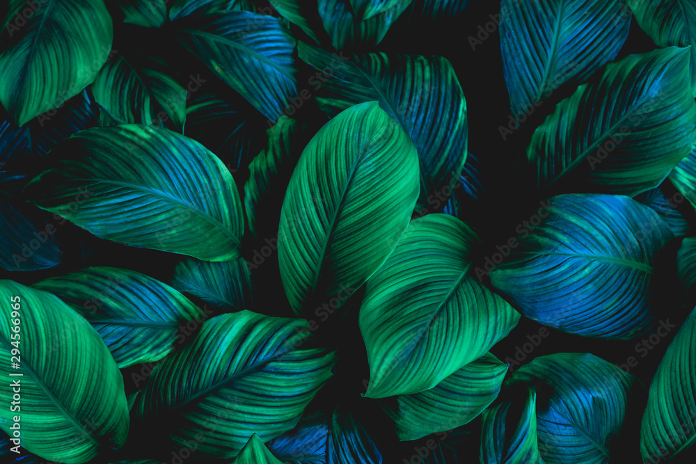 Fototapeta liście Spathiphyllum cannifolium, abstrakcyjna zielona tekstura, tło przyrody, tropikalny liść