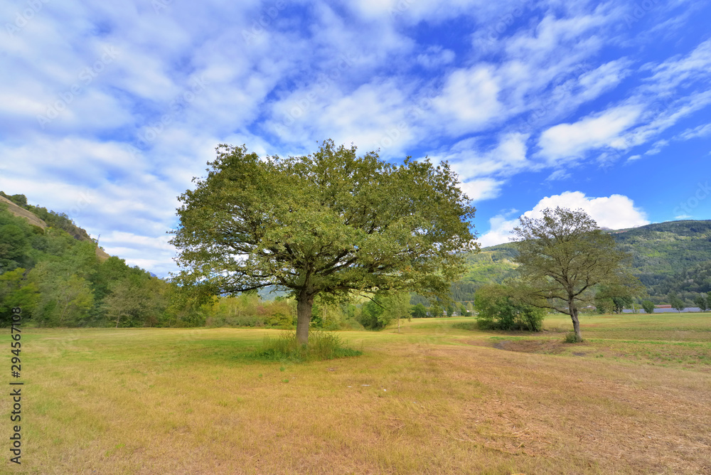 trees in a meadow in alpine valley