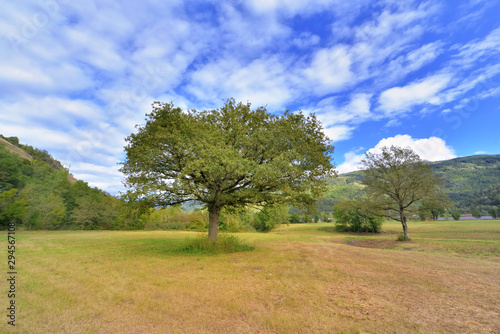 trees in a meadow in alpine valley