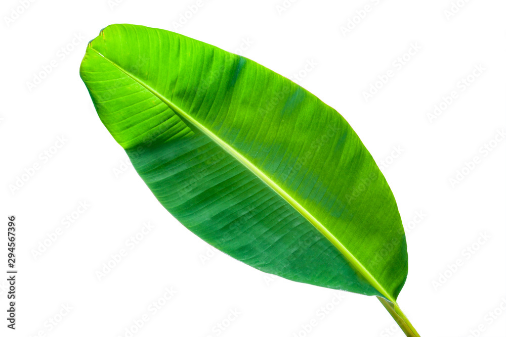 Obraz premium Beautiful tropical green banana leaf isolated on white background with clipping path for design elements, summer background