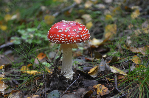 Fly agaric (amanita) - bright poisonous mushroom. Decoration of autumn forest