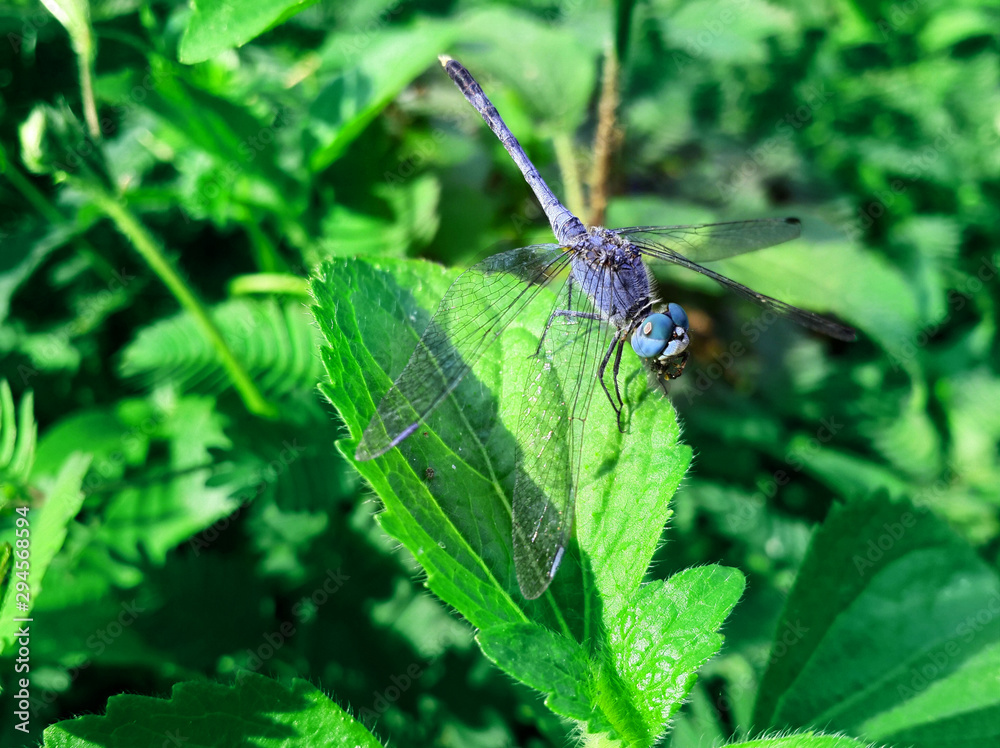 Dragonfly Dragonfly