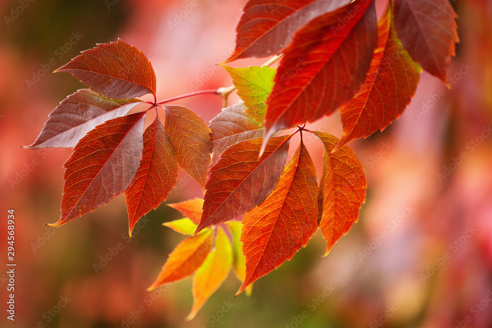 red autumn leaves red autumn leaves
