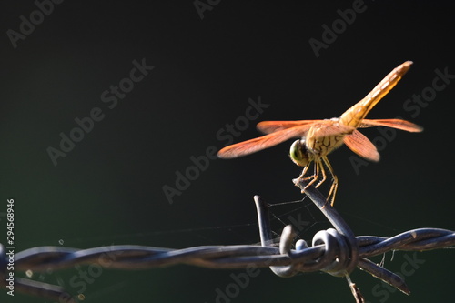 Dragonfly on barbwire © Pranav