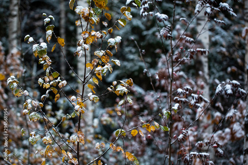 Birch branches with yellow leaves in the snow. First snow. Blurred background. Autumn day.