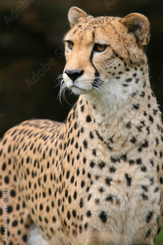 Gepard  Acinonyx jubatus  Masai Mara  Nationalpark  Kenia  Ostafrika
