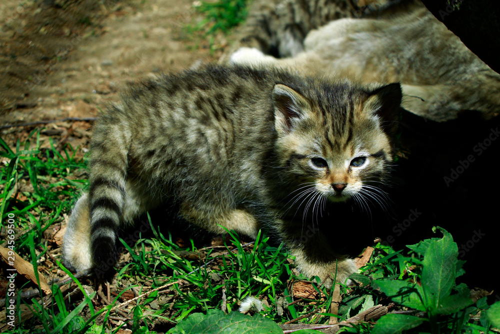 Obraz premium Europäische Wildkatze oder Waldkatze (Felis silvestris) Jungtier