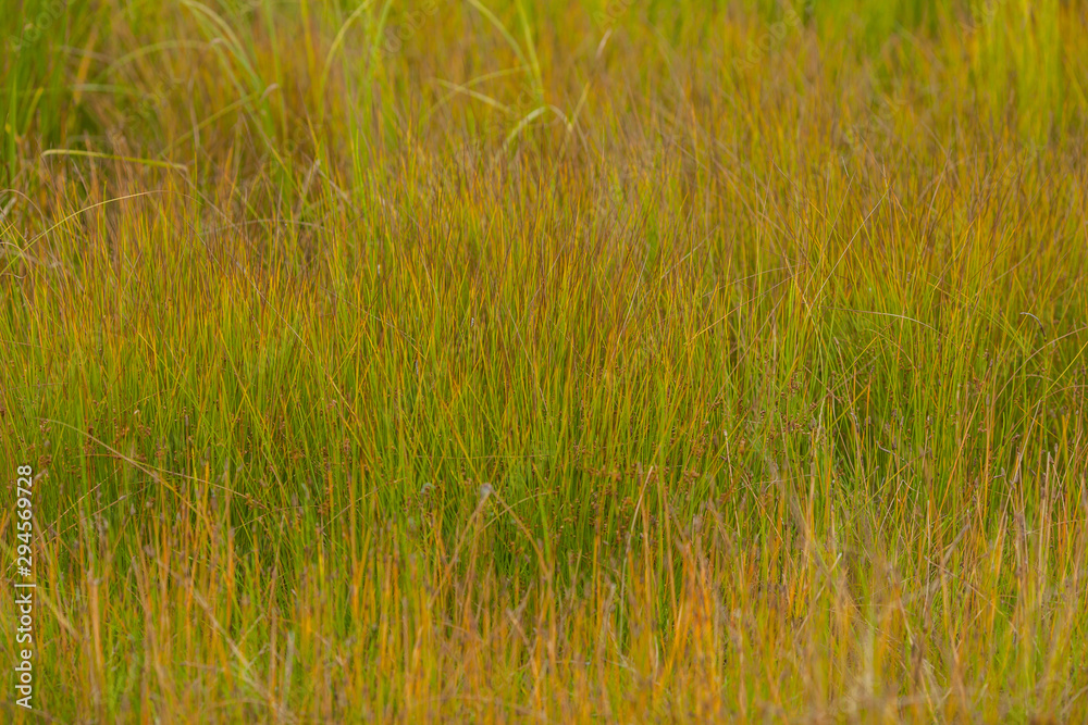 Yellow grass texture. Horizontal background with grass in yellow-green autumn colors. Autumn concept.
