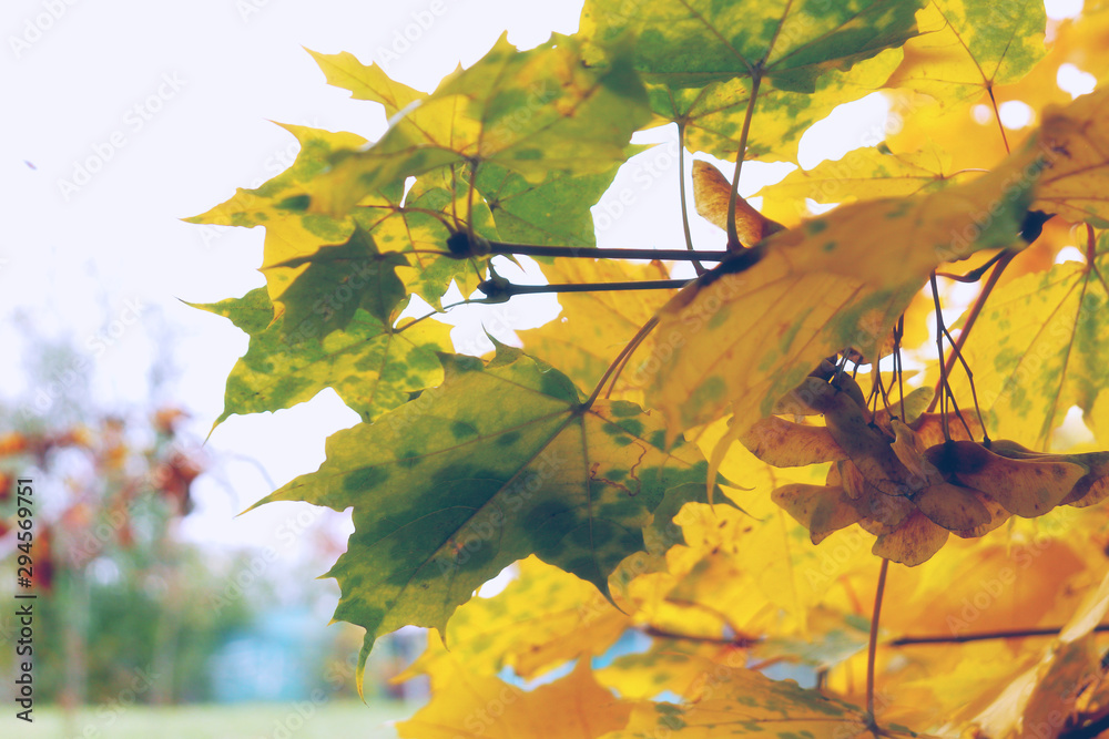 Obraz premium Bright colors of autumn in soft pastel colors.