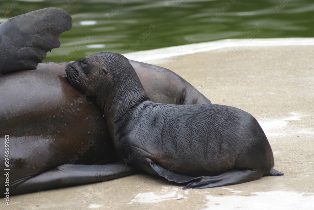Naklejka premium Kalifornische Seelöwe (Zalophus californianus) Muttertier mit Jungem 