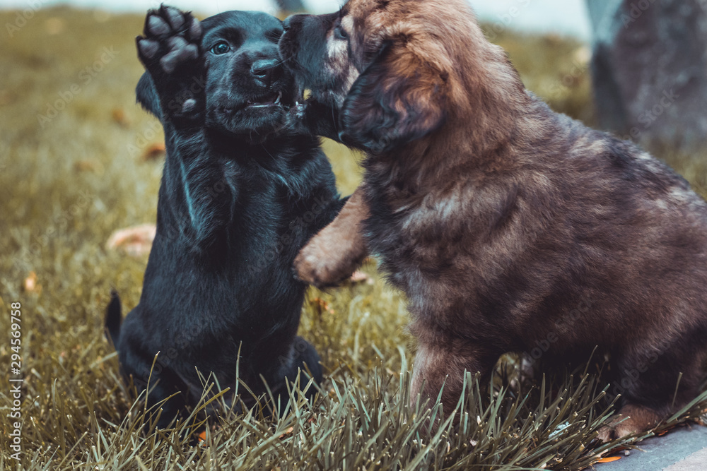 Little puppies are playing cheerfully on the autumn grass. Black and brown small dogs in the park. Pets and home animals concept. Little puppies are playing cheerfully on the autumn grass. Black and brown small dogs in the park. Pets and home animals concept.