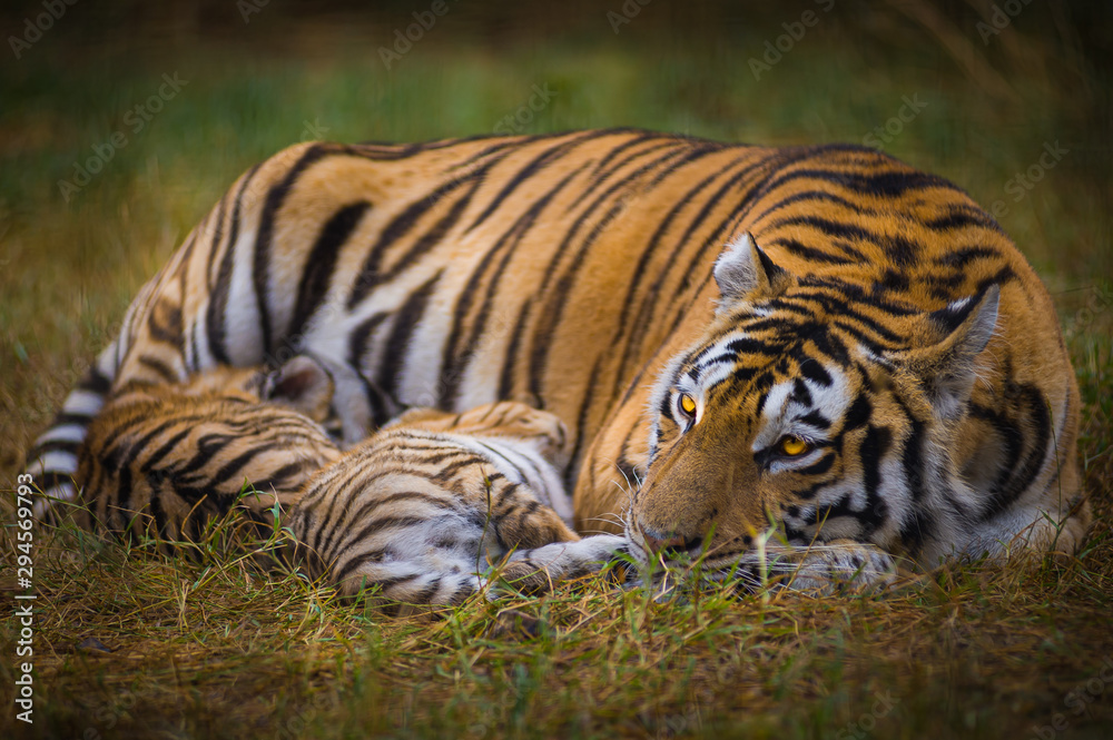 Obraz premium tiger in zoo