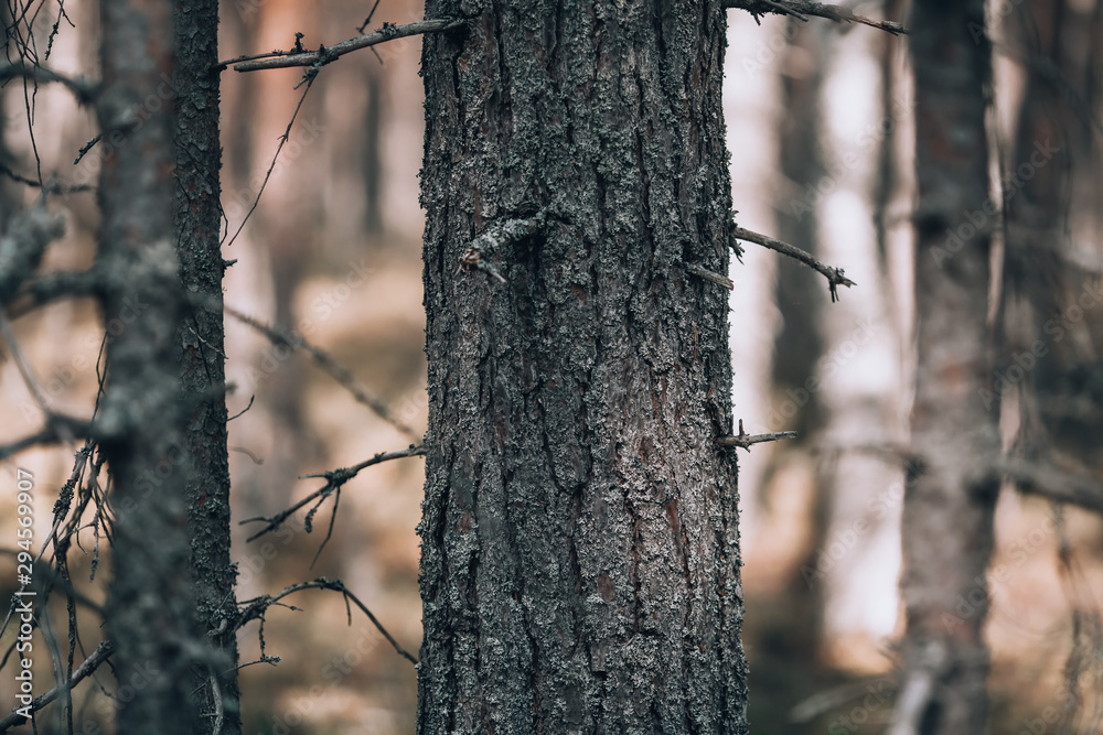 Fototapeta premium Gloomy forest background. Forest concept, pine side view, in dark colors with copy space.