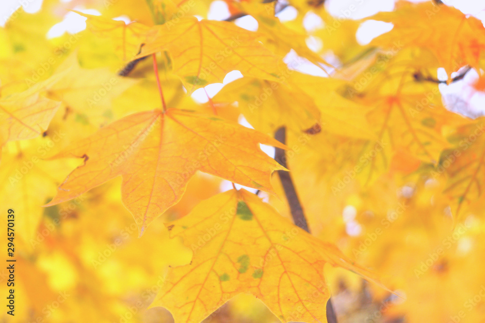 Fototapeta premium Bright colors of autumn in soft pastel colors.