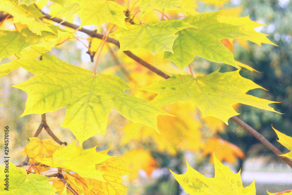 Obraz premium Bright colors of autumn in soft pastel colors.