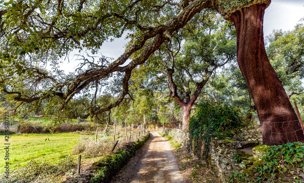 Beautiful view the Old Cork oak trees field and footpath Beautiful view the Old Cork oak trees field and footpath