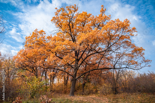 Beautiful autumn landscape - a large oak tree with golden and orange leaves in the foreground and low trees and bushes in the background, the sky with white clouds