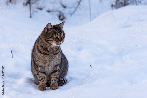 Homeless wild cat sitting in the snow, copy space