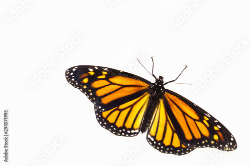 Living female Monarch butterfly (Danaus plexippus) resting with opened wings and isolated against a white background. © Stefan Mokrzecki