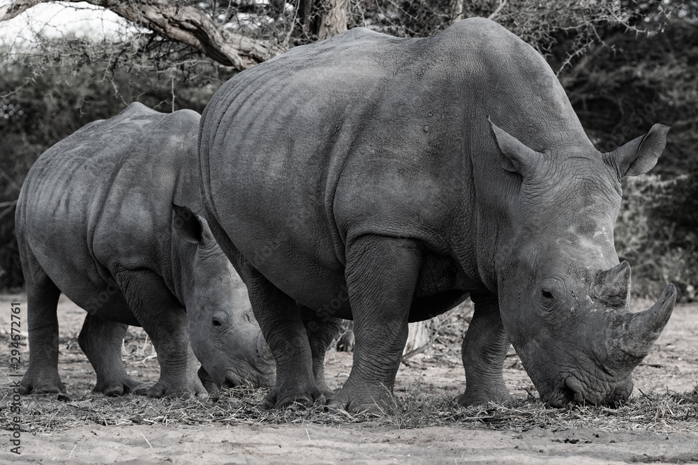 Obraz premium Rhinocéros gris en Namibie, Afrique