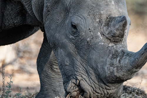Rhinocéros gris en Namibie, Afrique